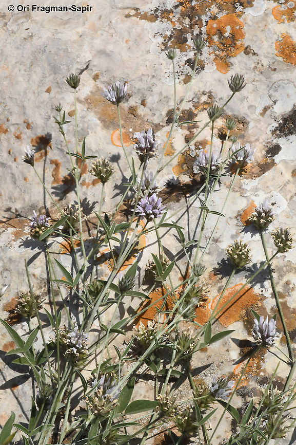 Bituminaria bituminosa  Arabian pea,Bituminaria bituminosa,Geotagged,Spring