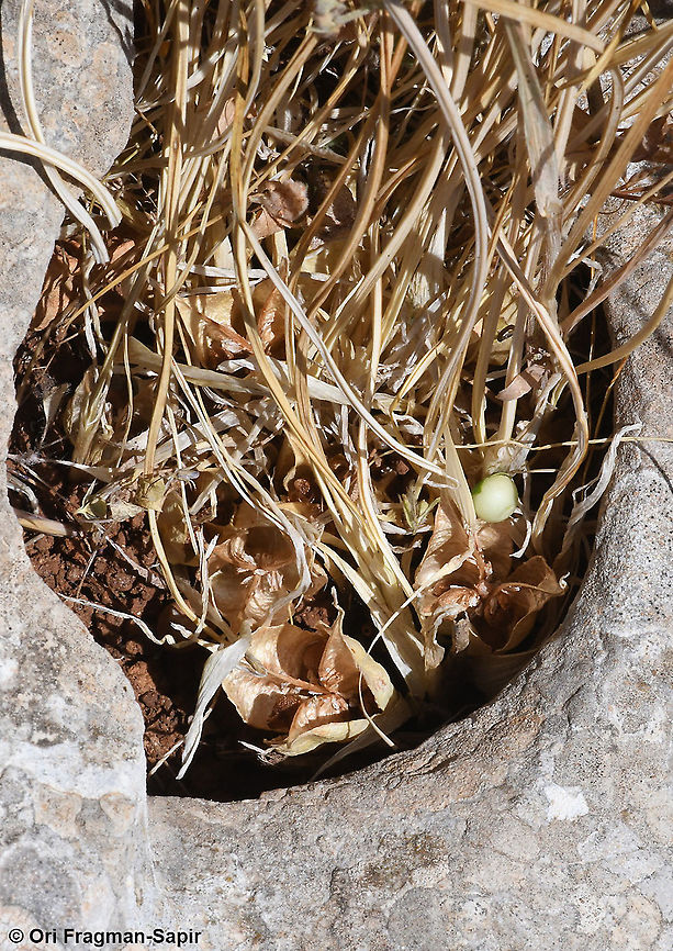 Iris vartanii  Geotagged,Iris vartanii,Spring,Vartan's Iris