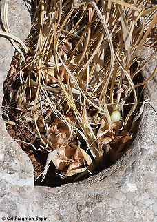 Iris vartanii  Geotagged,Iris vartanii,Spring,Vartan's Iris