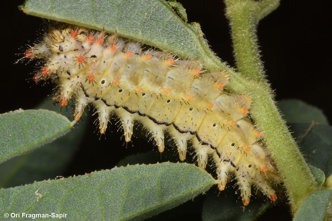 Allancastria deyrollei  Allancastria deyrollei,Geotagged,Spring