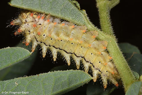 Allancastria deyrollei  Allancastria deyrollei,Geotagged,Spring