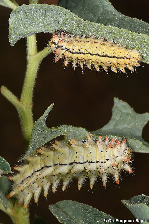 Allancastria deyrollei  Allancastria deyrollei,Geotagged,Spring