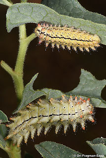 Allancastria deyrollei  Allancastria deyrollei,Geotagged,Spring