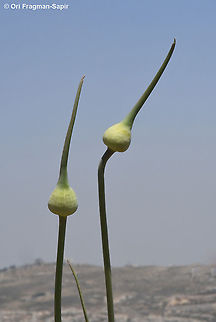 Allium ampeloprasum  Allium ampeloprasum ampeloprasum,Elephant Garlic,Geotagged,Spring