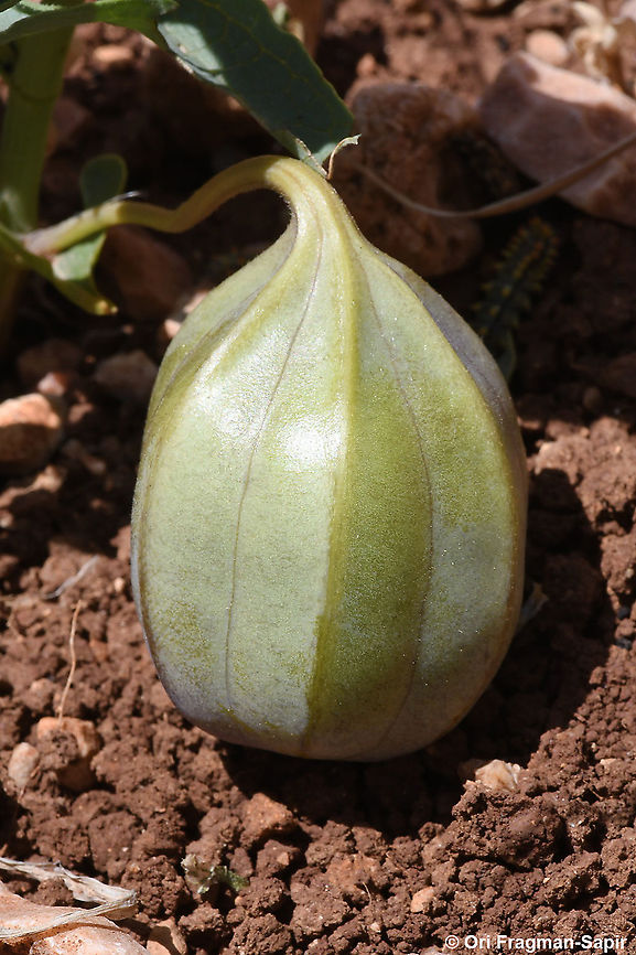 Aristolochia bottae  Aristolochia bottae,Geotagged,Spring