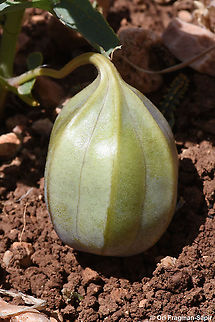 Aristolochia bottae  Aristolochia bottae,Geotagged,Spring