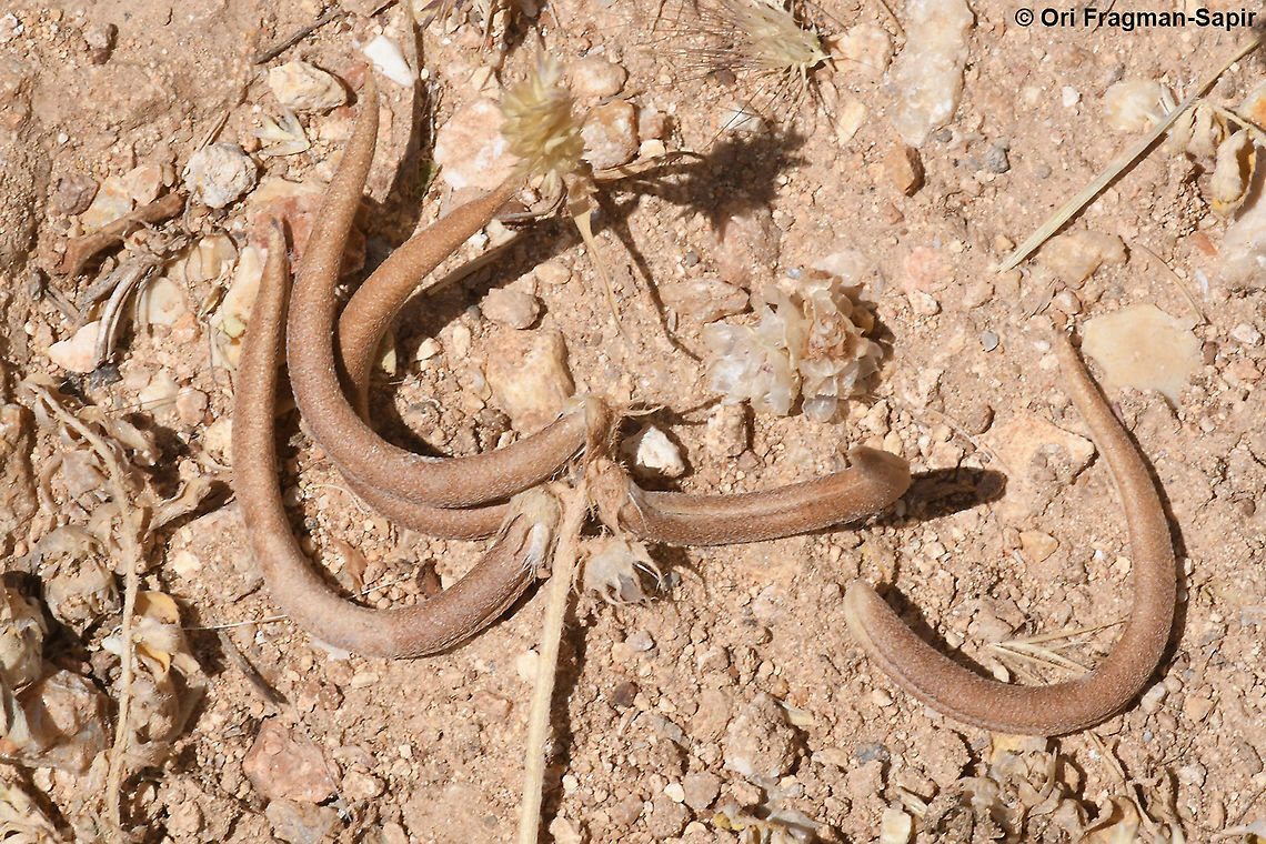 Astragalus hamosus  Astragalus hamosus,Geotagged,Spring