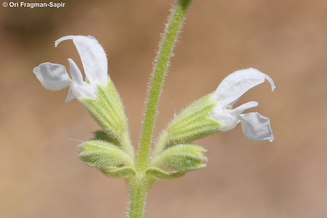 Salvia syriaca  Geotagged,Salvia syriaca,Spring