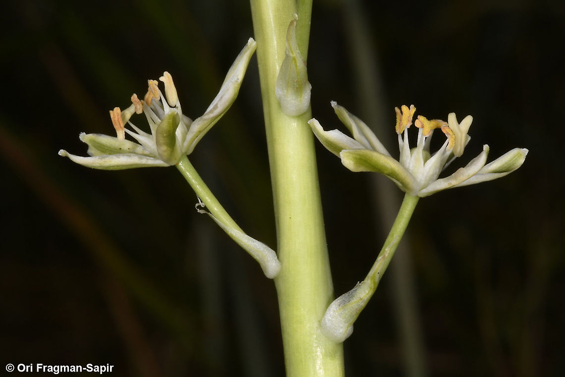 Ornithogalum fuscescens  Geotagged,Ornithogalum fuscescens,Spring
