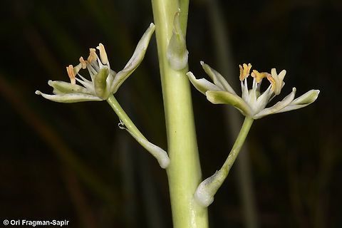 Ornithogalum fuscescens