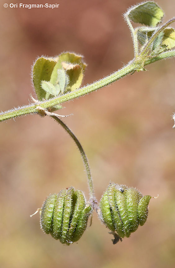 Medicago blancheana  Geotagged,Medicago blancheana,Spring