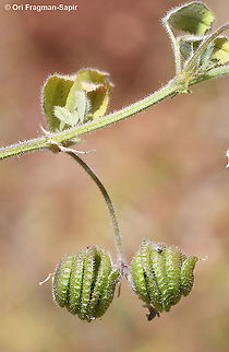 Medicago blancheana  Geotagged,Medicago blancheana,Spring