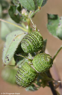 Medicago tuberculata  Geotagged,Medicago turbinata,Spring