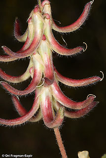 Trigonella hierosolymitana