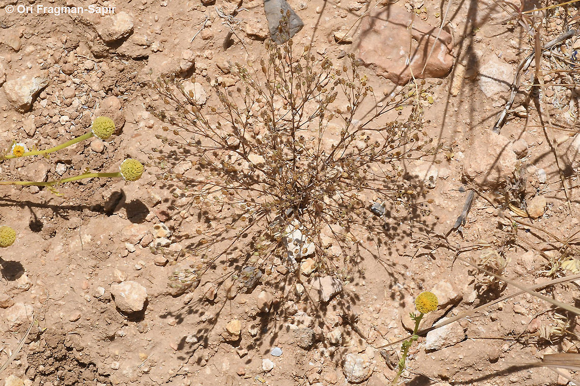 Sabulina tenuifolia  Geotagged,Sabulina tenuifolia,Spring