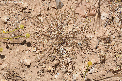 Sabulina tenuifolia  Geotagged,Sabulina tenuifolia,Spring