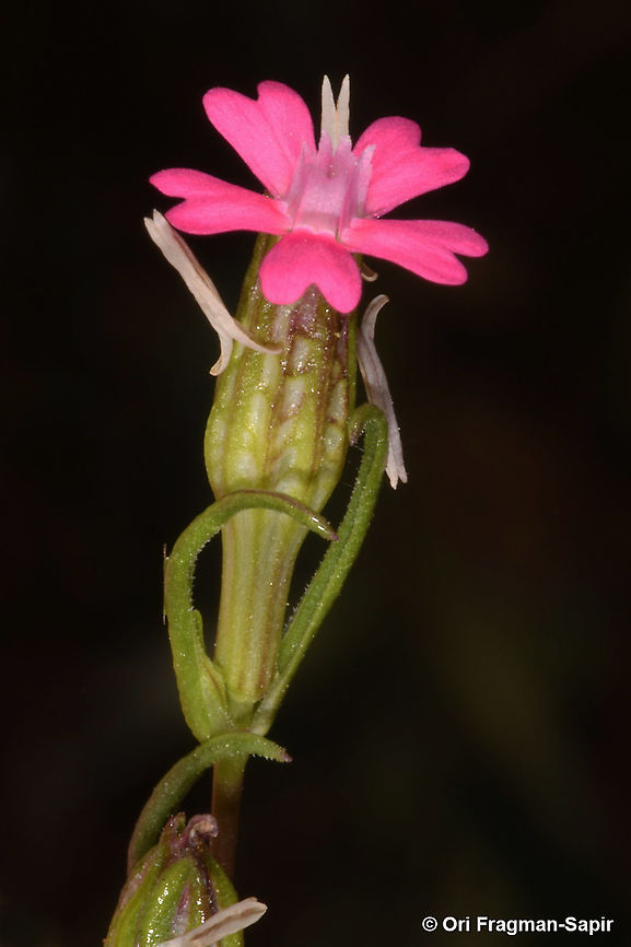 Silene muscipula  Geotagged,Silene muscipula,Spring