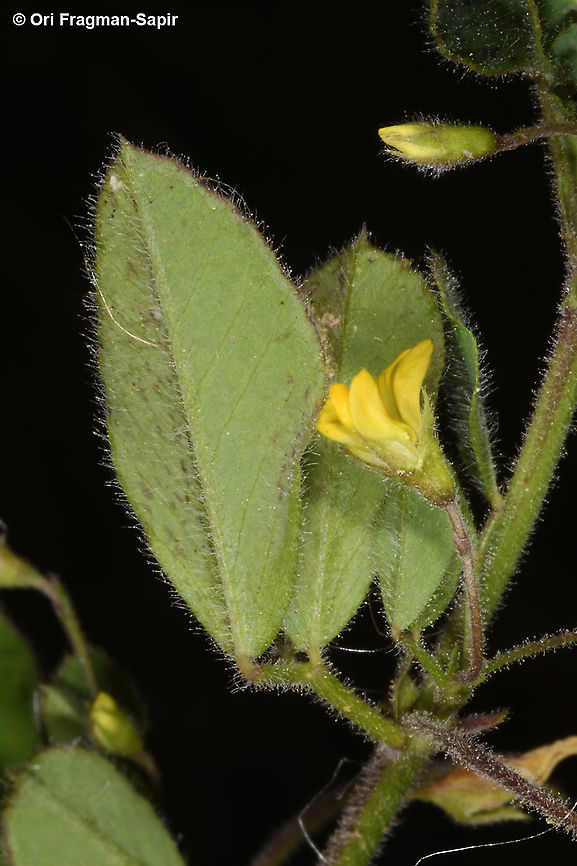 Medicago blancheana  Geotagged,Medicago blancheana,Spring