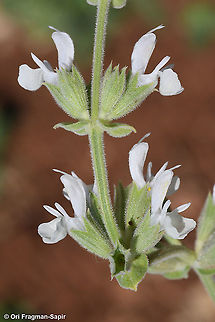 Salvia syriaca  Geotagged,Salvia syriaca,Spring