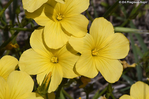 Linum mucronatum  Geotagged,Linum mucronatum,Spring
