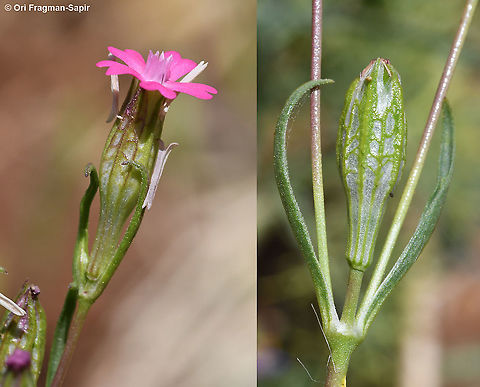 Silene muscipula