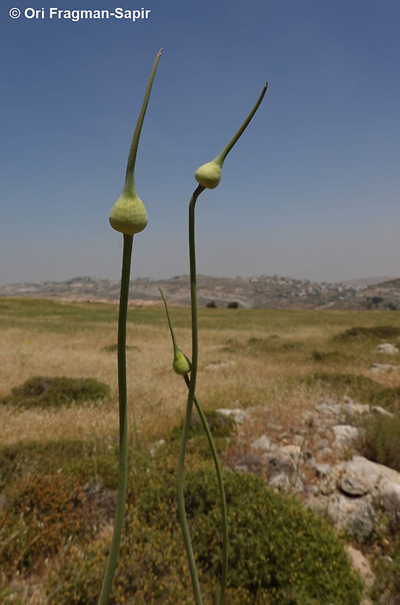 Allium ampeloprasum  Allium ampeloprasum ampeloprasum,Elephant Garlic,Geotagged,Spring