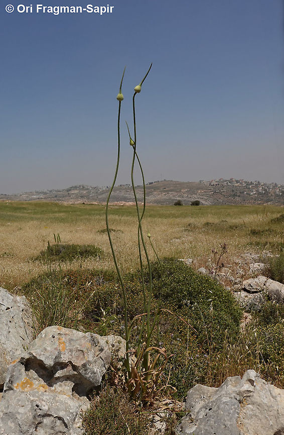 Allium ampeloprasum  Allium ampeloprasum ampeloprasum,Elephant Garlic,Geotagged,Spring