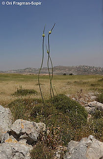 Allium ampeloprasum  Allium ampeloprasum ampeloprasum,Elephant Garlic,Geotagged,Spring