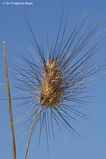 Cynosurus coloratus  Cynosurus coloratus,Geotagged,Spring