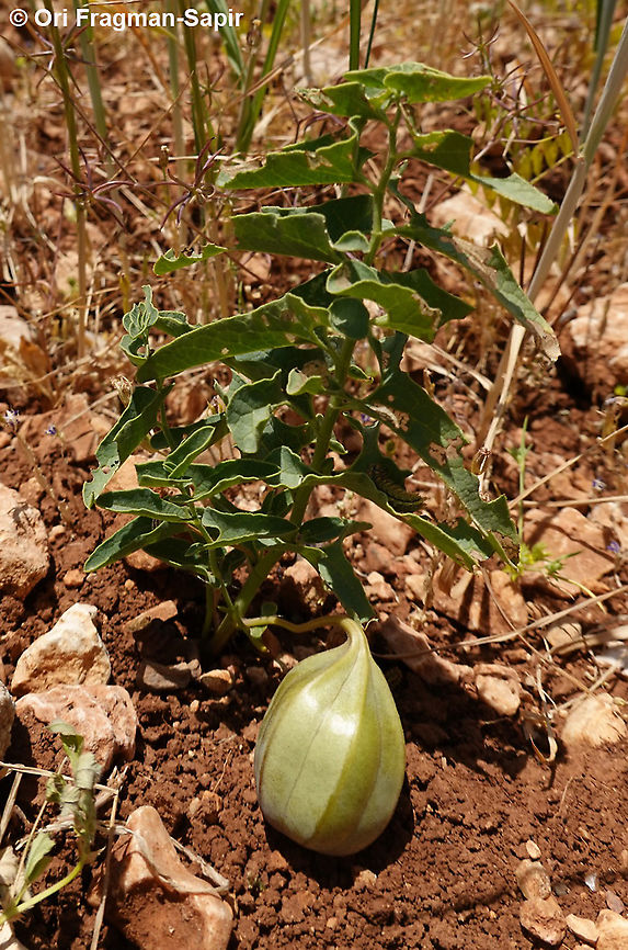 Aristolochia bottae  Aristolochia bottae,Geotagged,Spring