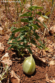 Aristolochia bottae  Aristolochia bottae,Geotagged,Spring