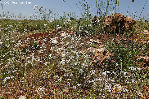 Pimpinella cretica  Geotagged,Pimpinella cretica,Spring