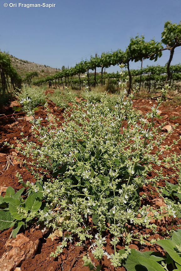 Salvia syriaca  Geotagged,Salvia syriaca,Spring