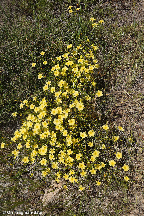 Linum mucronatum  Geotagged,Linum mucronatum,Spring