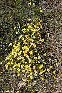 Linum mucronatum  Geotagged,Linum mucronatum,Spring