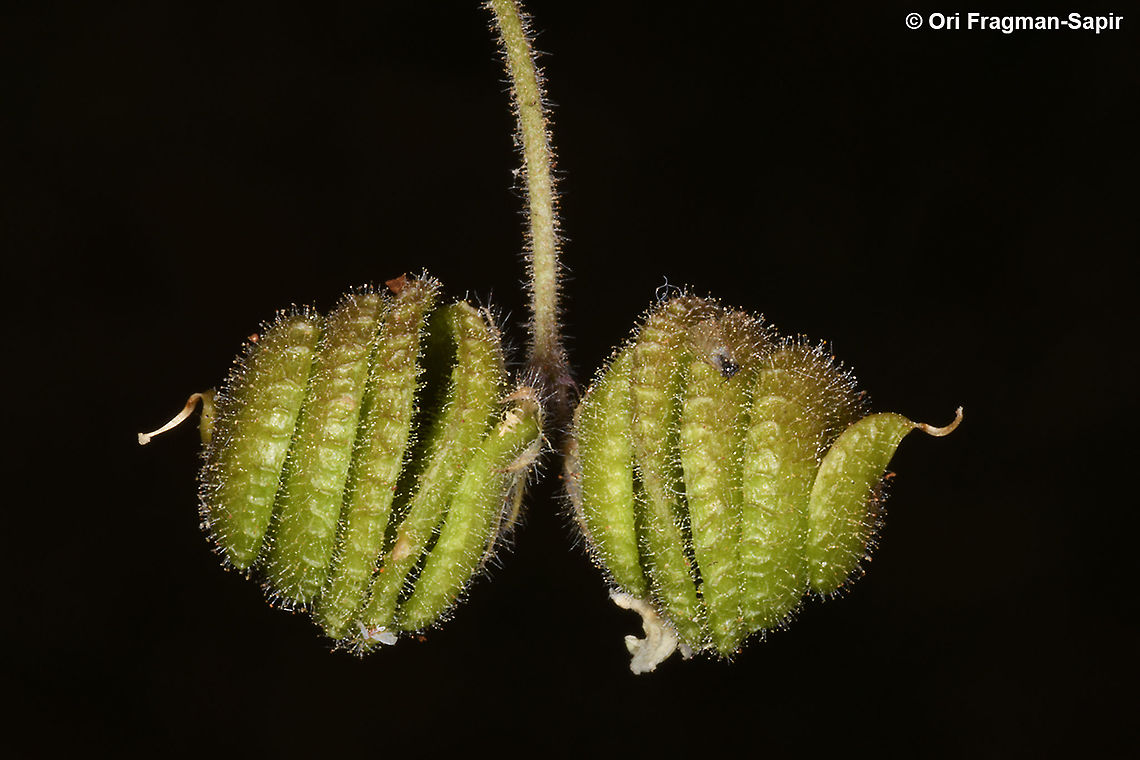 Medicago blancheana  Geotagged,Medicago blancheana,Spring