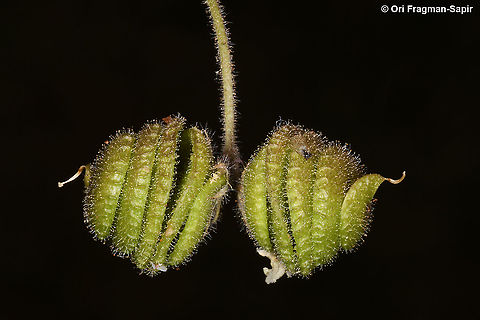 Medicago blancheana  Geotagged,Medicago blancheana,Spring