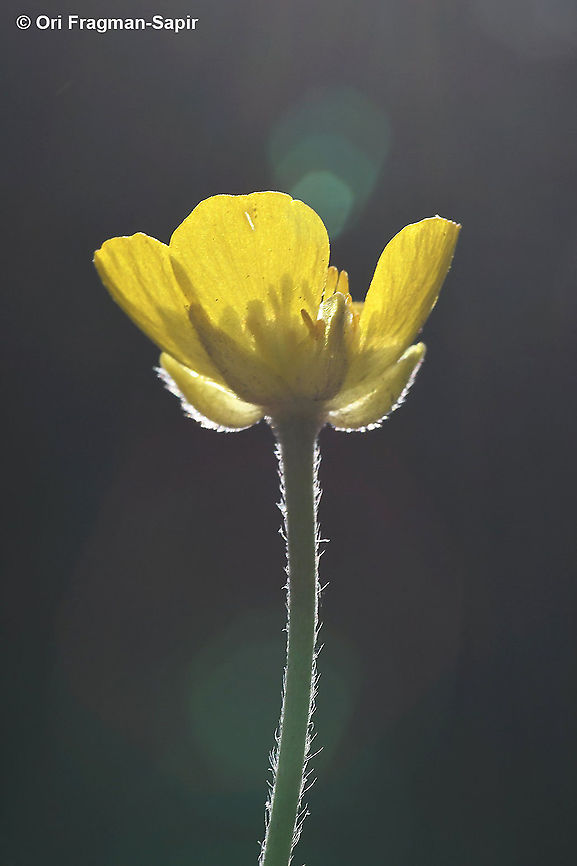 Ranunculus paludosus  Geotagged,Ranunculus paludosus,Spring