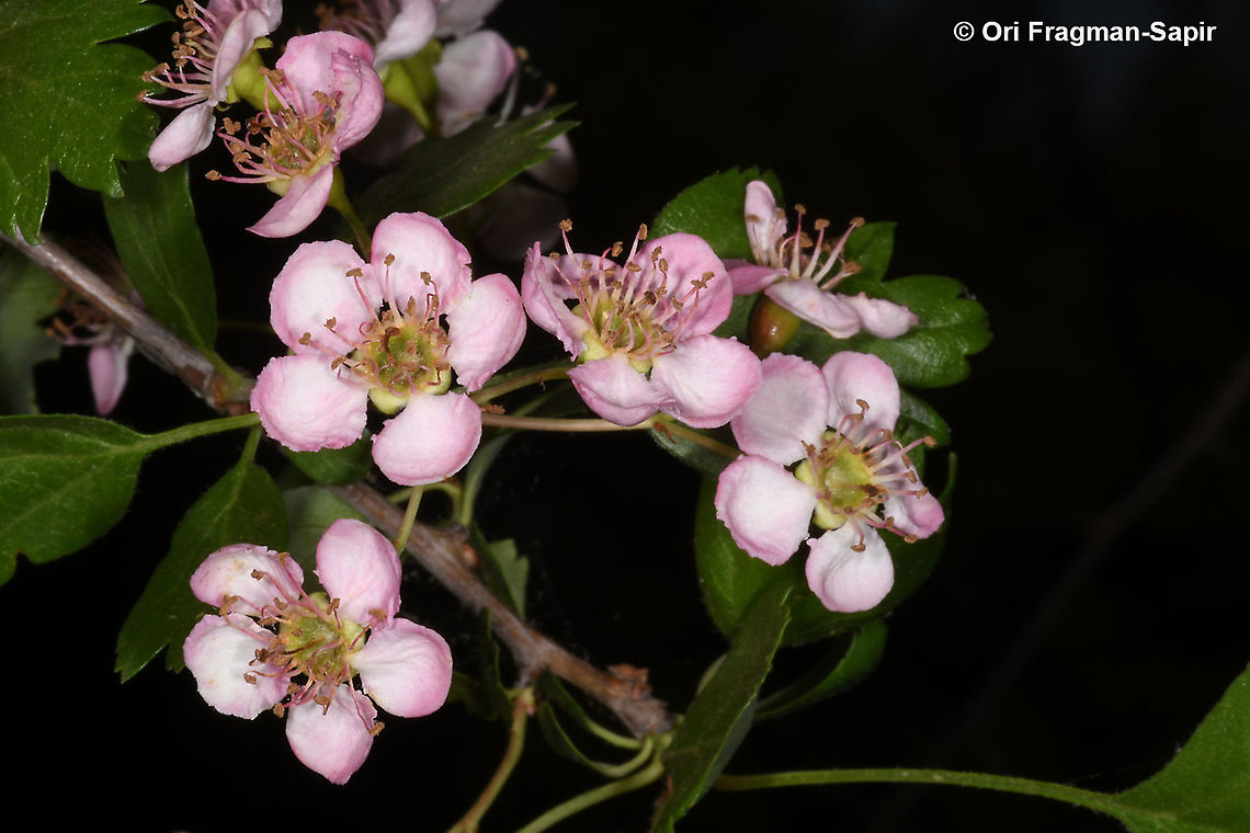 Crataegus monogyna pinkish form Common hawthorn,Crataegus monogyna,Geotagged,Spring