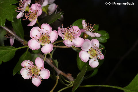 Crataegus monogyna pinkish form Common hawthorn,Crataegus monogyna,Geotagged,Spring