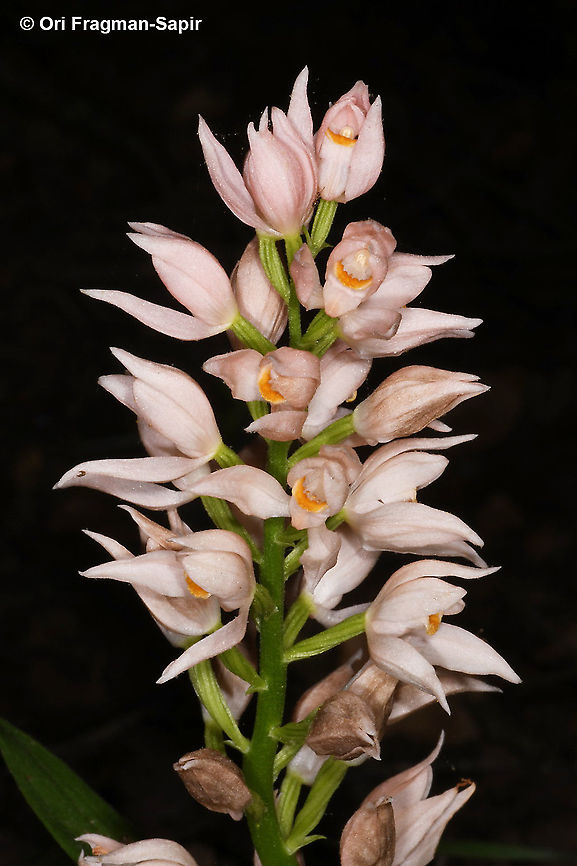 Cephalanthera longifolia pinkish form Cephalanthera longifolia,Geotagged,Spring,Sword-leaved Helleborine