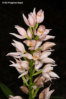 Cephalanthera longifolia pinkish form Cephalanthera longifolia,Geotagged,Spring,Sword-leaved Helleborine