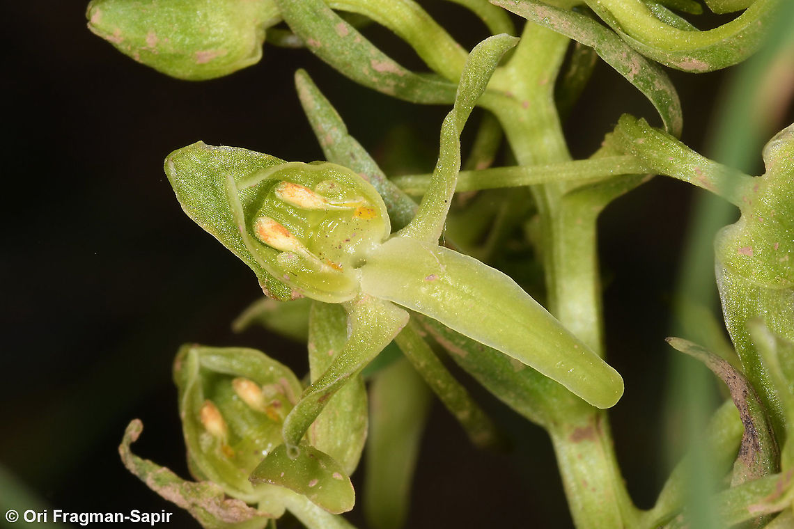 Platanthera chlorantha  Geotagged,Greater Butterfly-orchid,Platanthera chlorantha,Spring