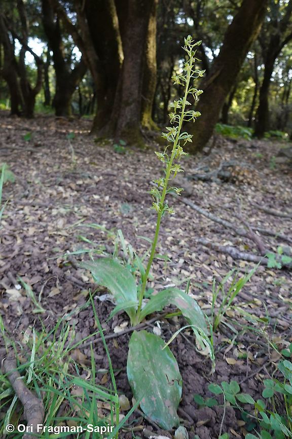 Platanthera chlorantha  Geotagged,Greater Butterfly-orchid,Platanthera chlorantha,Spring