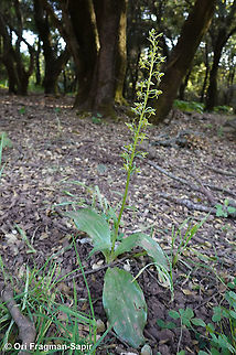Platanthera chlorantha  Geotagged,Greater Butterfly-orchid,Platanthera chlorantha,Spring