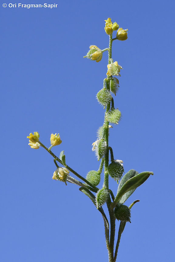Clypeola lappacea  Clypeola lappacea,Geotagged,Spring