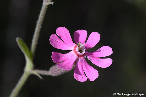 Silene damascena  Geotagged,Silene damascena,Spring
