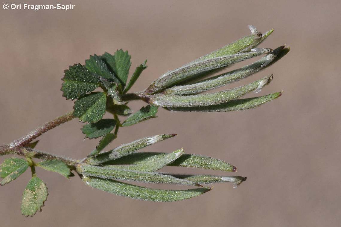 Trigonella crassipes  Geotagged,Spring,Trigonella crassipes