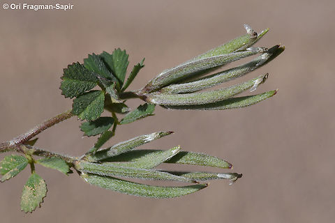 Trigonella crassipes  Geotagged,Spring,Trigonella crassipes