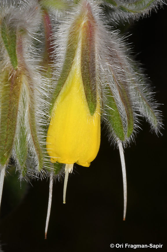 Onosma frutescens  Geotagged,Onosma frutescens,Spring